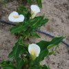 Zantedeschia aethiopica